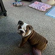 Bella is registered to the contest to win money with this photo: bulldog, puppy, carpet, foot, toenails, tattoo, pet_bed, toy, indoor, animal, cute, pet, brown, white, looking_up, sitting, floor, cozy, domestic, home