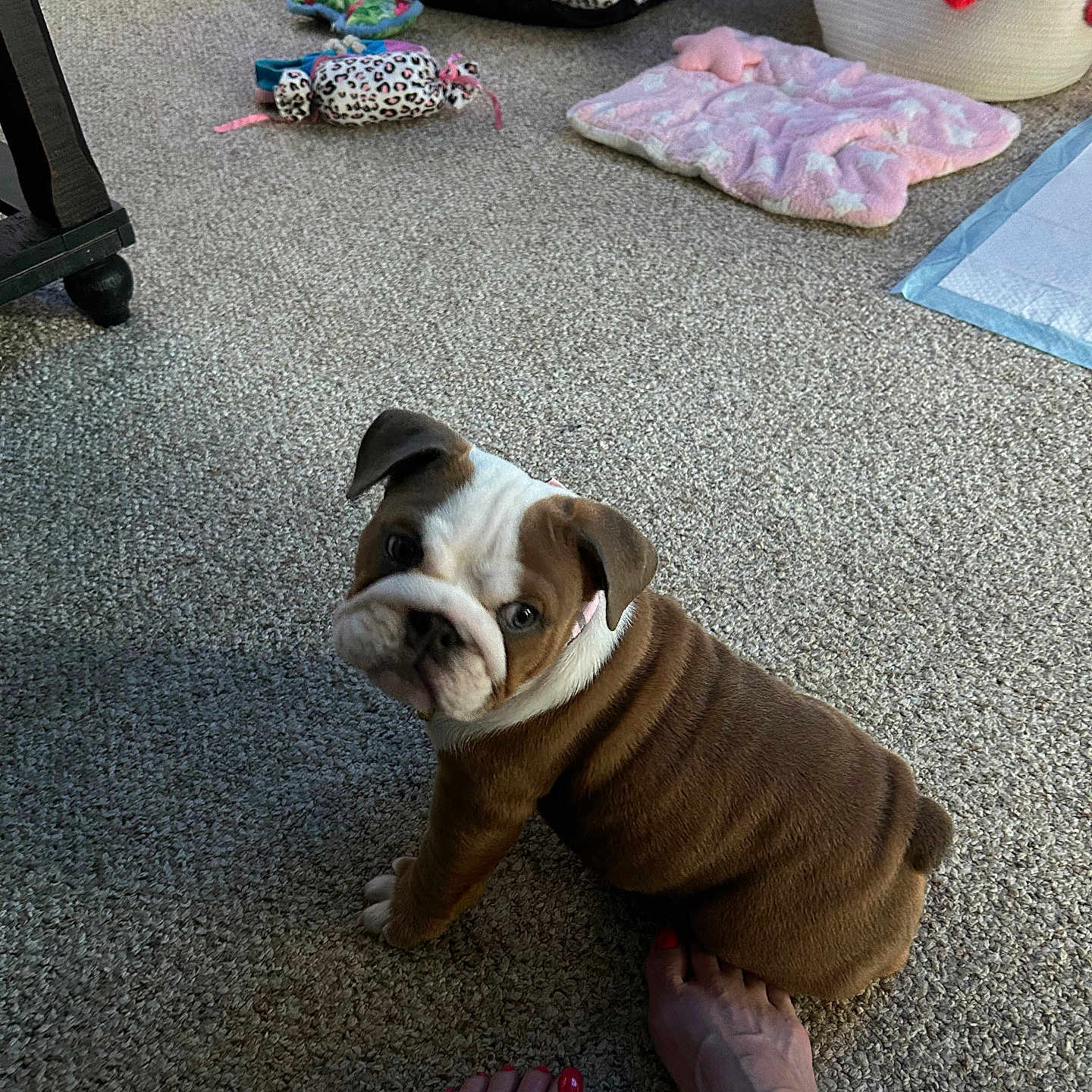 Bella is registered to the contest to win money with this photo: animal, brown, bulldog, carpet, cozy, cute, domestic, floor, foot, home, indoor, looking_up, pet, pet_bed, puppy, sitting, tattoo, toenails, toy, white