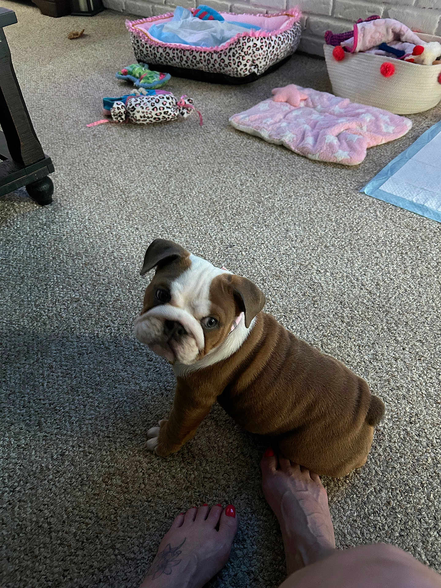 Bella is registered to the contest to win money with this photo: bulldog, puppy, carpet, foot, toenails, tattoo, pet_bed, toy, indoor, animal, cute, pet, brown, white, looking_up, sitting, floor, cozy, domestic, home