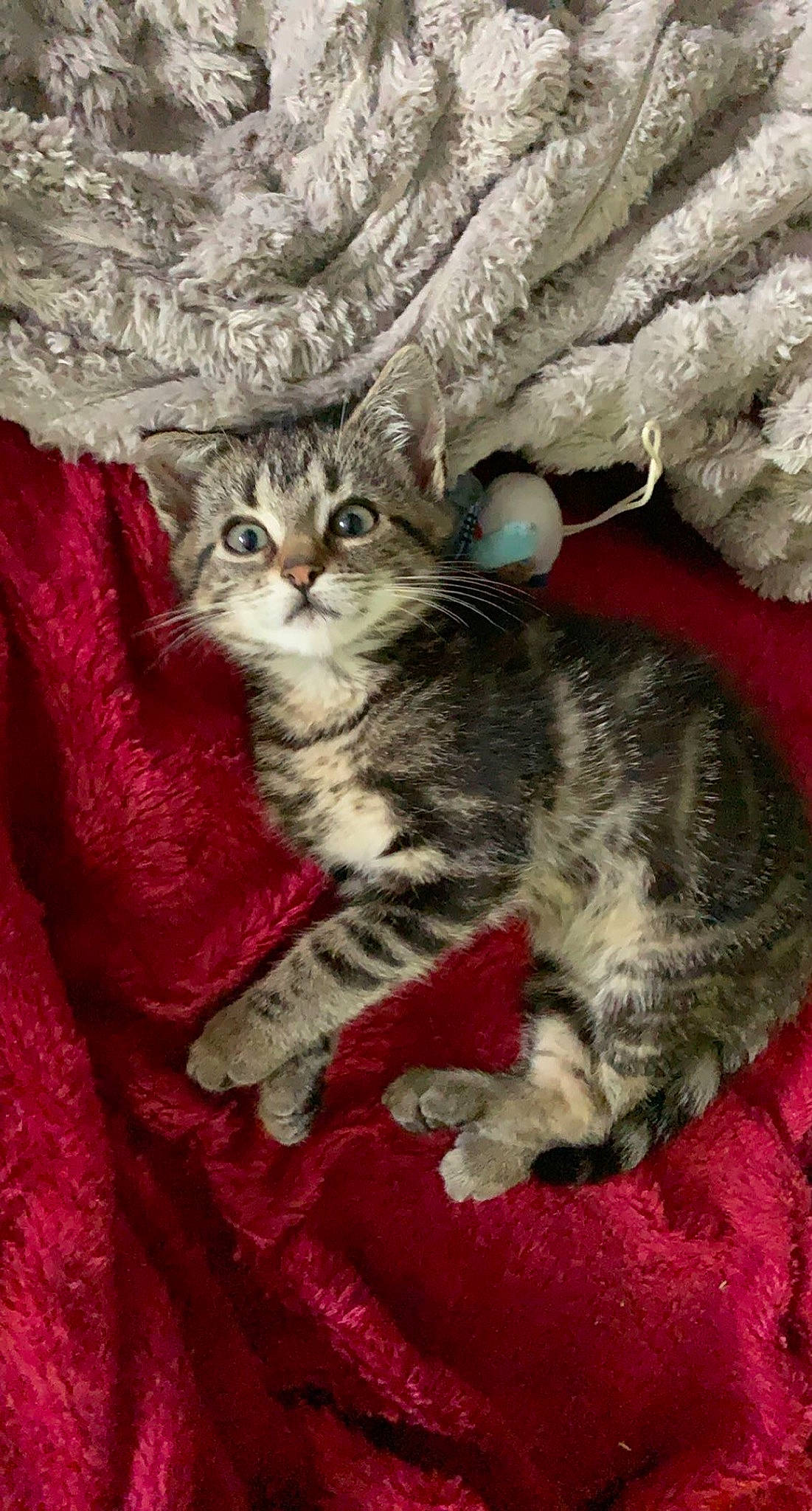 Heda a rejoint le concours — aidez-le/la à gagner de superbes lots ! carnivore, cat, claw, domestic_short_haired_cat, felidae, fur, paw, small_to_medium_sized_cats, snout, tail, terrestrial_animal, tree, whiskers