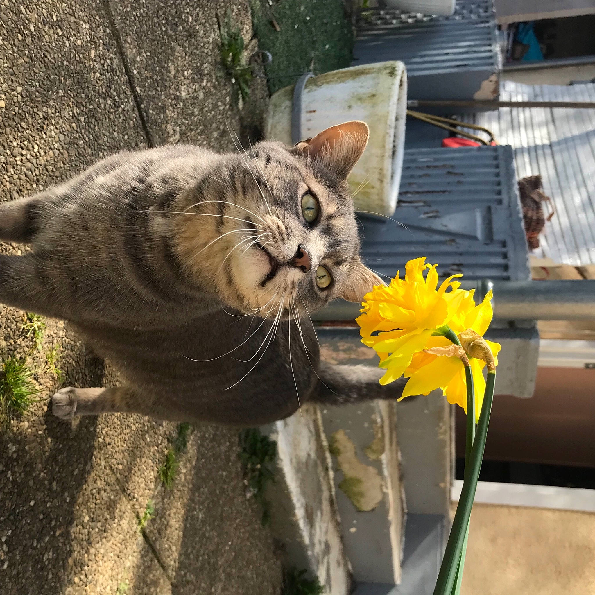 Mowgli participe au concours pour gagner de l'argent avec cette photo : botany, carnivore, cat, domestic_short_haired_cat, eye, felidae, flower, flowerpot, grass, houseplant, organism, petal, plant, small_to_medium_sized_cats, snout, tail, terrestrial_animal, tree, whiskers, window