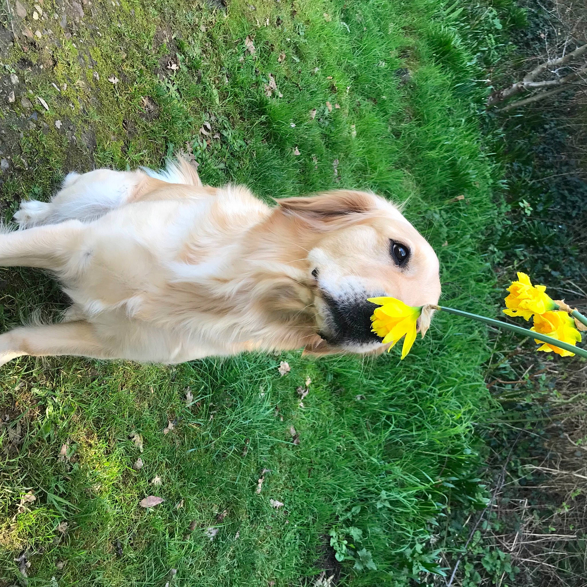 Kally a rejoint le concours — aidez-le/la à gagner de superbes lots ! _geese_and_swans, beak, bird, carnivore, companion_dog, dog_breed, duck, ducks, fawn, feather, flower, grass, parrot, people_in_nature, plant, seabird, tail, tree, water_bird, waterfowl