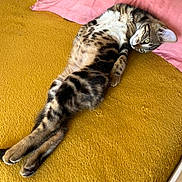 Nalah participe au concours pour gagner de l'argent avec cette photo : animal, bed, cat, cozy, curious, cute, domestic_cat, feline, fur, green_eyes, indoor, pet, pink_sheet, relaxed, resting, soft_texture, stretching, tabby_cat, whiskers, yellow_blanket