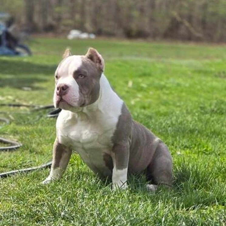 Buddy joined the competition — help win amazing prizes! alert, american_bully, animal, canine, daylight, dog, ears_cropped, fur, grass, greenery, mammal, muscular, nature, outdoor, pet, portrait, quiet, sitting, snout, watchful