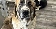 Bailey is registered to the contest to win money with this photo: dog, indoor, floor, wooden_floor, pet, animal, furry, sitting, two_dogs, gate, black_and_white, brown_and_white, long_fur, canine, domestic, companion, home, relaxed, looking_up, flooring