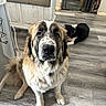 dog, indoor, floor, wooden_floor, pet, animal, furry, sitting, two_dogs, gate, black_and_white, brown_and_white, long_fur, canine, domestic, companion, home, relaxed, looking_up, flooring