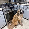Bailey joined the competition — help win amazing prizes! dog, kitchen, stove, floor, cabinet, appliance, pet, indoor, smiling, happy, fur, reflection, countertop, cooking_utensils, tile_floor, domestic, household, muddied, sitting, window