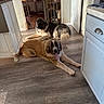 Bailey is registered to the contest to win money with this photo: dog, dogs, indoor, floor, wooden_floor, kitchen, cabinet, door, baby_gate, tongue_out, resting, relaxed, pet, animal, furniture, home, interior, light, cozy, large_dog