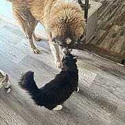 Bailey is registered to the contest to win money with this photo: dog, cat, floor, wood_floor, indoor, pet, animal, furry, friendship, nose_to_nose, brown_dog, black_cat, white_paws, tail, fur, domestic, home, door, mirror, gentle