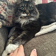 Moose is registered to the contest to win money with this photo: cat, animal, pet, feline, fluffy, couch, blanket, pillow, hand, indoor, comfort, relaxed, closeup, whiskers, fur, domestic_animal, mammal, resting, cozy, human_interaction