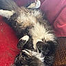 Moose joined the competition — help win amazing prizes! cat, chair, cozy, cute, domestic_animal, feline, fluffy, fur, indoor, long_hair, lying_down, paws, pet, red_cushion, relaxed, resting, sleepy, tabby, upside_down, whiskers
