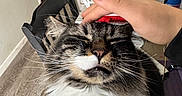 Moose is registered to the contest to win money with this photo: cat, tabby, fluffy, pet, indoor, hand, nail_polish, white_chair, table, wood_floor, relaxed, close_up, whiskers, feline, happy, domestic_animal, fur, face, person_hand, home