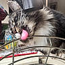 Moose is registered to the contest to win money with this photo: cat, tongue, licking, whiskers, fur, metal_rack, indoor, closeup, pet, curious, feline, drinking, water, household, animal, playful, domestic_cat, tabby, black_and_white, tongue_out