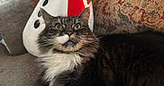 Moose is registered to the contest to win money with this photo: cat, couch, cozy, decor, fabric, feline, fur, furniture, holiday_decor, home, indoor, patterned_cushion, pet, plush_toy, relaxed, snowman, soft_toy, stuffed_animal, tabby, whiskers