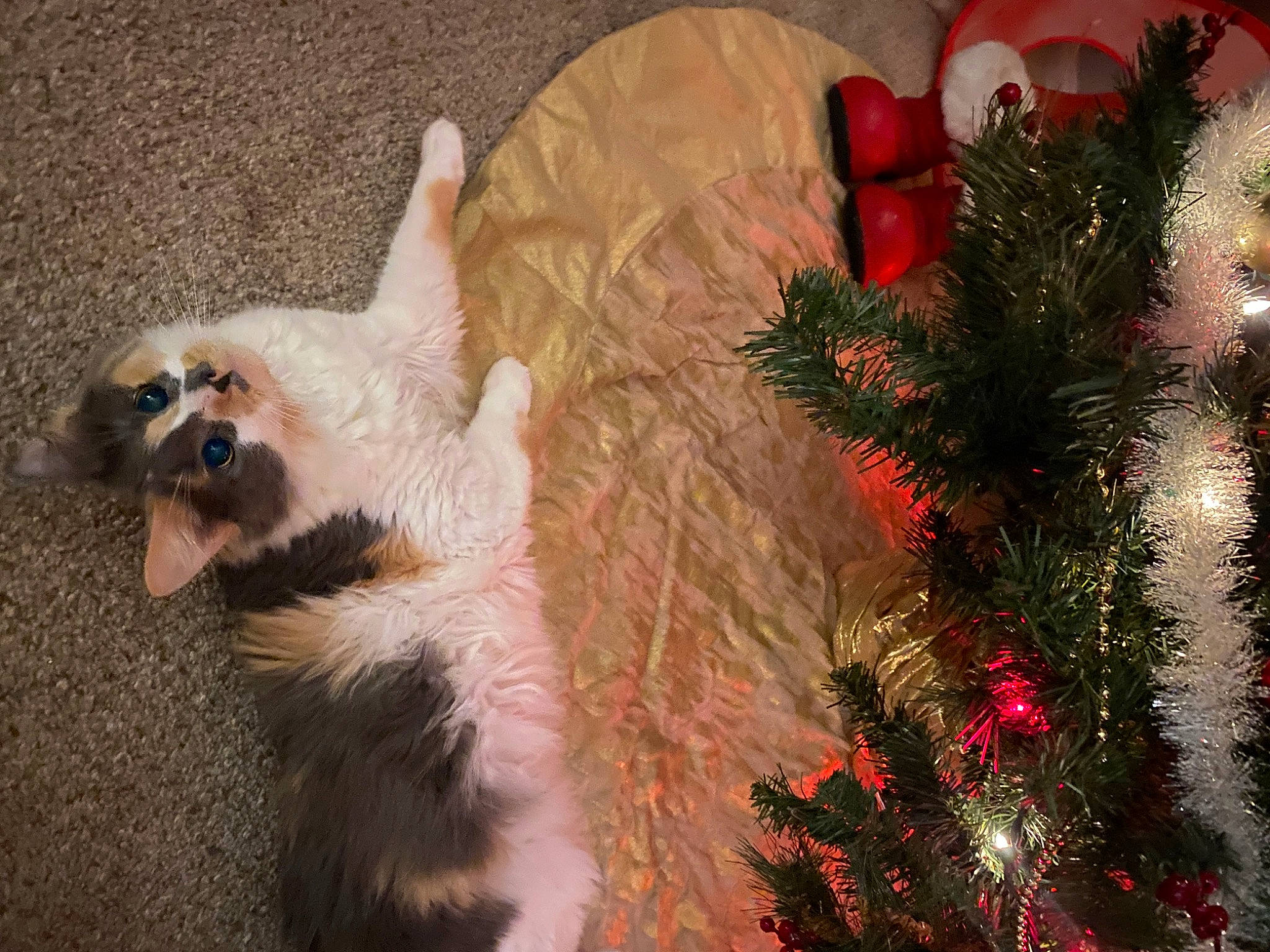 Mitzi is registered to the contest to win money with this photo: carnivore, christmas, christmas_decoration, christmas_ornament, christmas_tree, companion_dog, dog, dog_breed, event, evergreen, fawn, felidae, holiday, holiday_ornament, ornament, small_to_medium_sized_cats, tail, terrier, toy_dog, whiskers