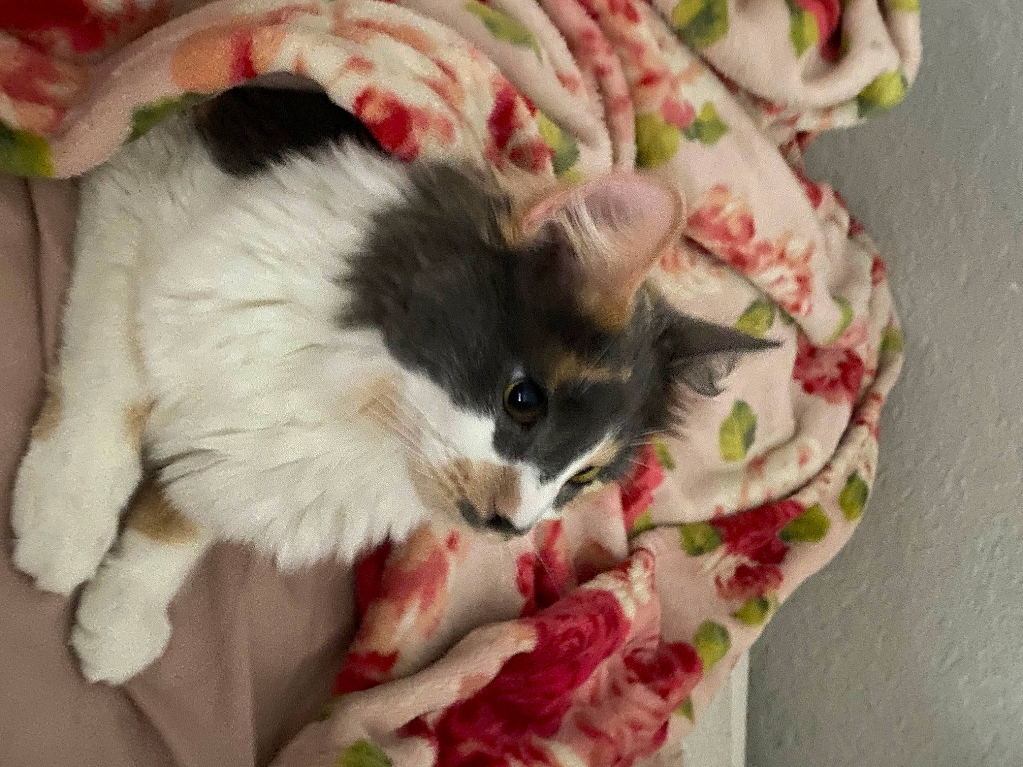 Mitzi joined the competition — help win amazing prizes! carmine, carnivore, cat, cat_supply, claw, creative_arts, fawn, felidae, fur, linens, pattern, paw, petal, small_to_medium_sized_cats, tail, whiskers