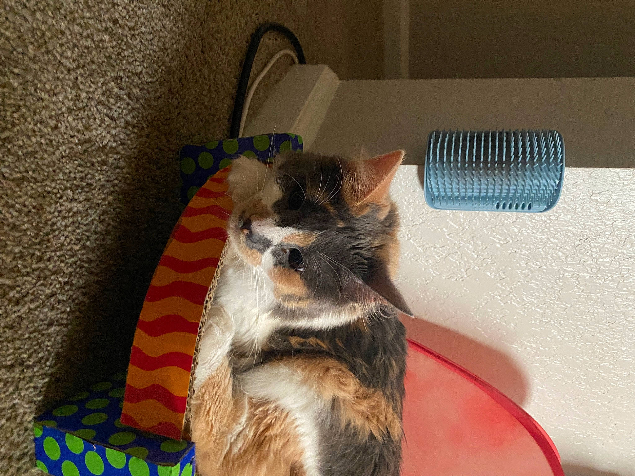 Mitzi is registered to the contest to win money with this photo: carnivore, claw, comfort, companion_dog, dog_breed, domestic_short_haired_cat, feather, felidae, flooring, fur, living_room, mechanical_fan, paw, room, small_to_medium_sized_cats, tail, terrestrial_animal, whiskers