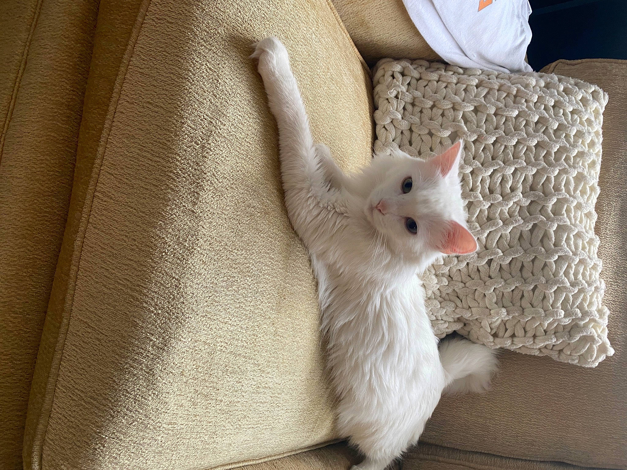 Chowder is registered to the contest to win money with this photo: carnivore, cat, claw, comfort, couch, domestic_short_haired_cat, felidae, fur, linens, paw, small_to_medium_sized_cats, tail, whiskers, wood