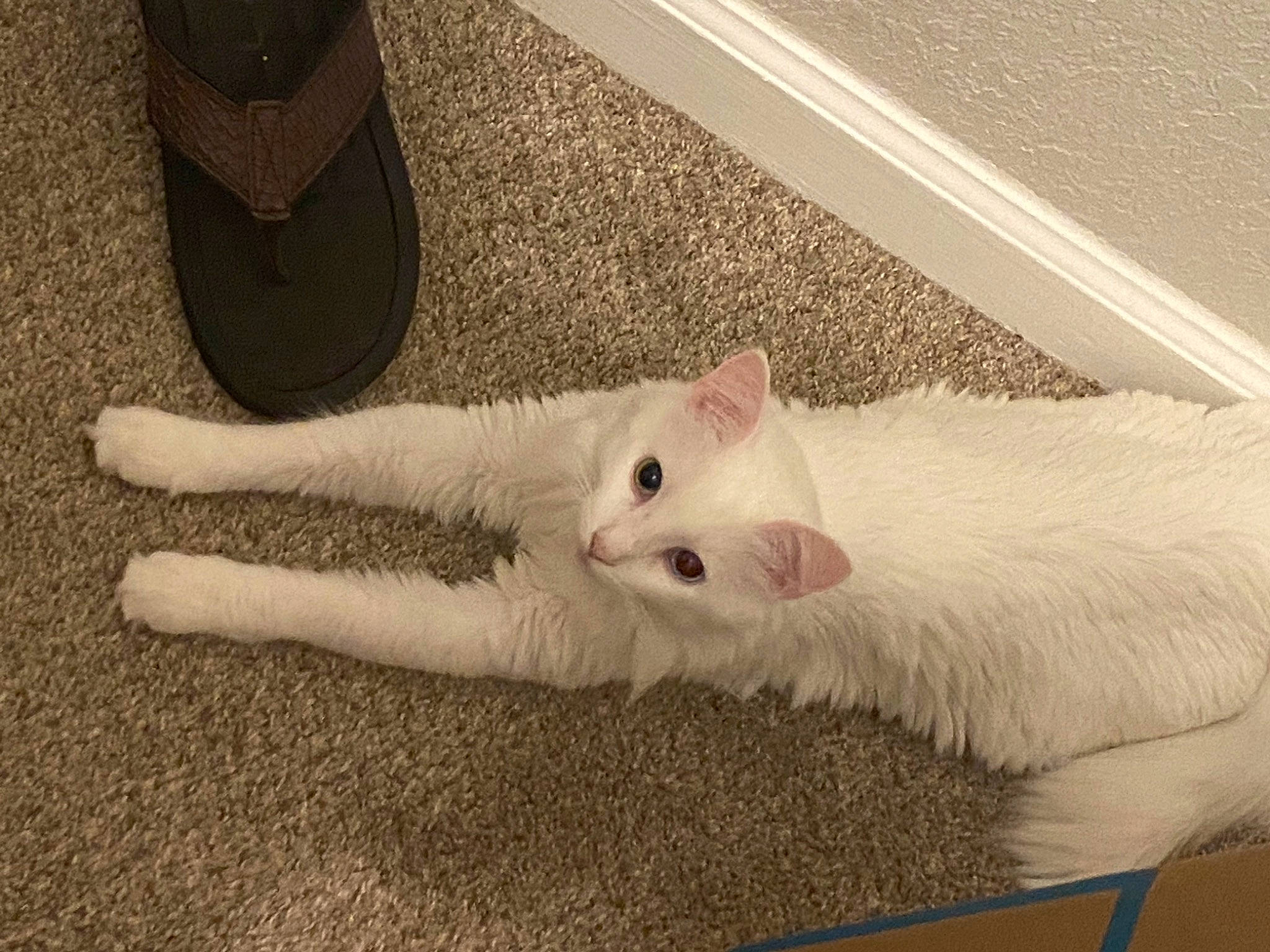 Chowder is registered to the contest to win money with this photo: carnivore, cat, claw, domestic_short_haired_cat, fawn, felidae, flip_flops, flooring, foot, fur, human_leg, paw, sandal, slipper, small_to_medium_sized_cats, snout, tail, whiskers