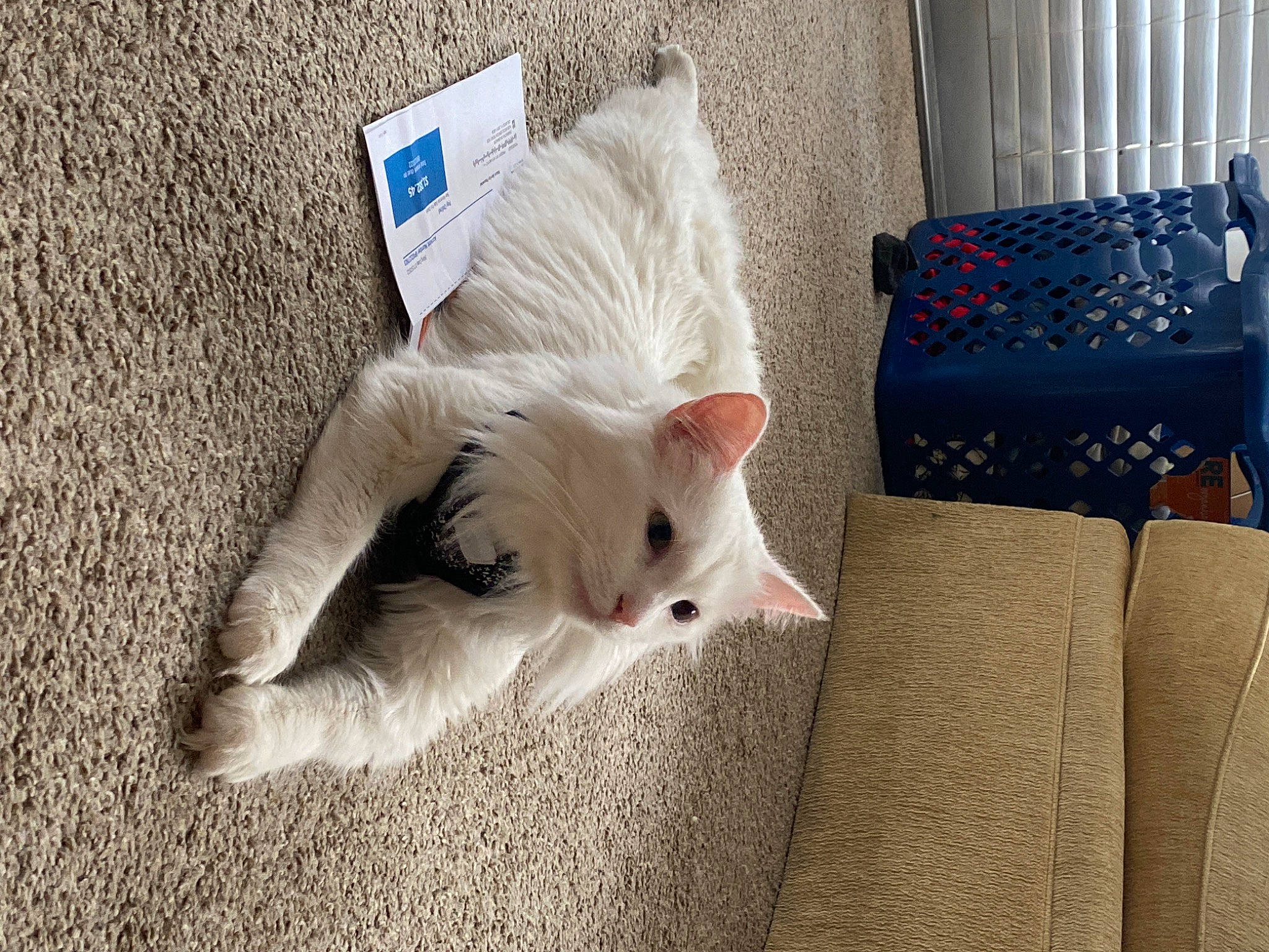 Chowder is registered to the contest to win money with this photo: carnivore, cat, comfort, companion_dog, couch, domestic_short_haired_cat, fashion_accessory, fawn, felidae, flooring, fur, linens, pattern, paw, room, small_to_medium_sized_cats, tail, throw_pillow, whiskers, wood