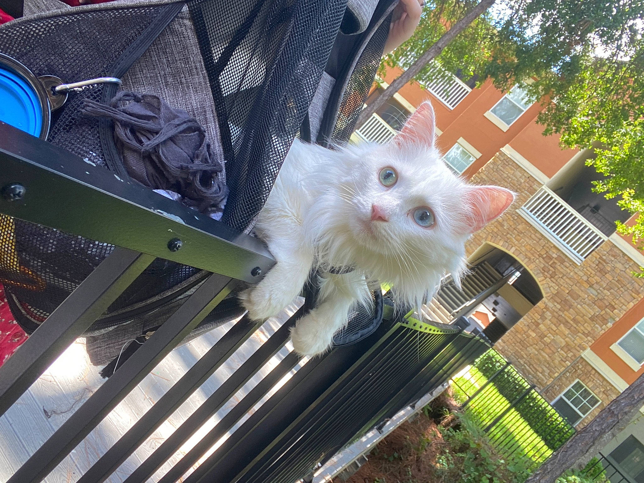 Chowder is registered to the contest to win money with this photo: building, carnivore, cat, domestic_short_haired_cat, fawn, felidae, fur, grass, pattern, plant, small_to_medium_sized_cats, tail, tree, vertebrate, wheel, whiskers, window