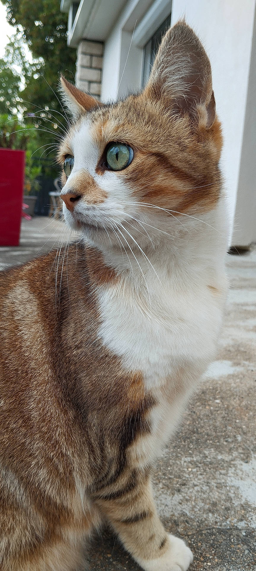 Ola participe au concours pour gagner de l'argent avec cette photo : abyssinian, accessories, animal, cat, hardwood, kitten, manx, pet, siamese, strap, wood