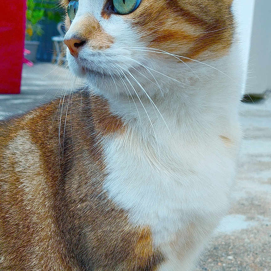 Ola