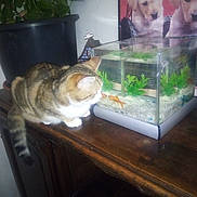 Nemo participe au concours pour gagner de l'argent avec cette photo : amphibian, aquarium, axolotl, cat, felidae, freshwater_aquarium, tail