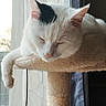 cat, sleeping, white_cat, black_markings, pet, animal, face, ears, whiskers, paw, cat_tree, scratching_post, hanging_toy, ball, window, curtains, indoor, cozy, relaxed, portrait