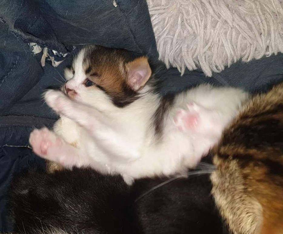 Rubén a rejoint le concours — aidez-le/la à gagner de superbes lots ! carnivore, cat, claw, comfort, domestic_short_haired_cat, felidae, foot, fur, lap, nap, paw, small_to_medium_sized_cats, snout, tail, whiskers