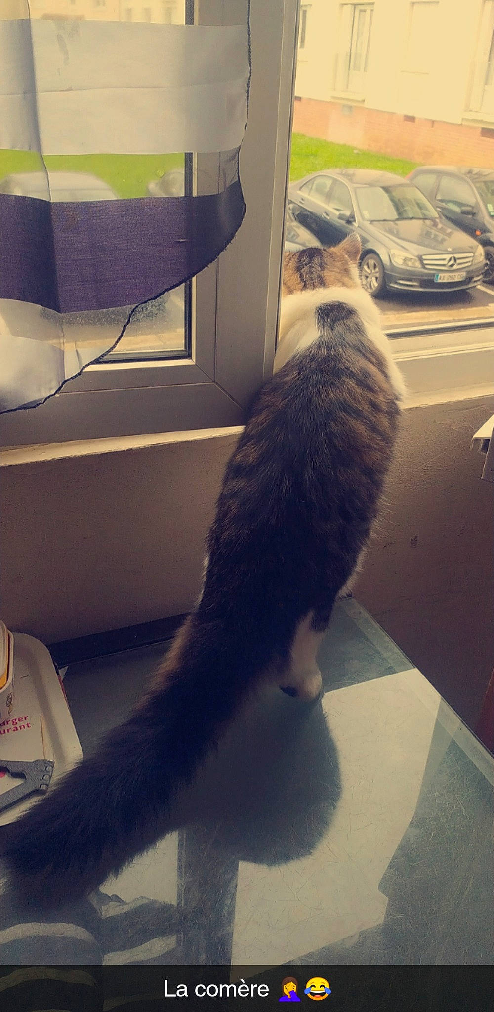 Rubén participe au concours pour gagner de l'argent avec cette photo : cardboard, carnivore, cat, comfort, domestic_short_haired_cat, felidae, floor, flooring, fur, hardwood, human_leg, paper_product, room, small_to_medium_sized_cats, square, tail, tints_and_shades, tire, whiskers, wood