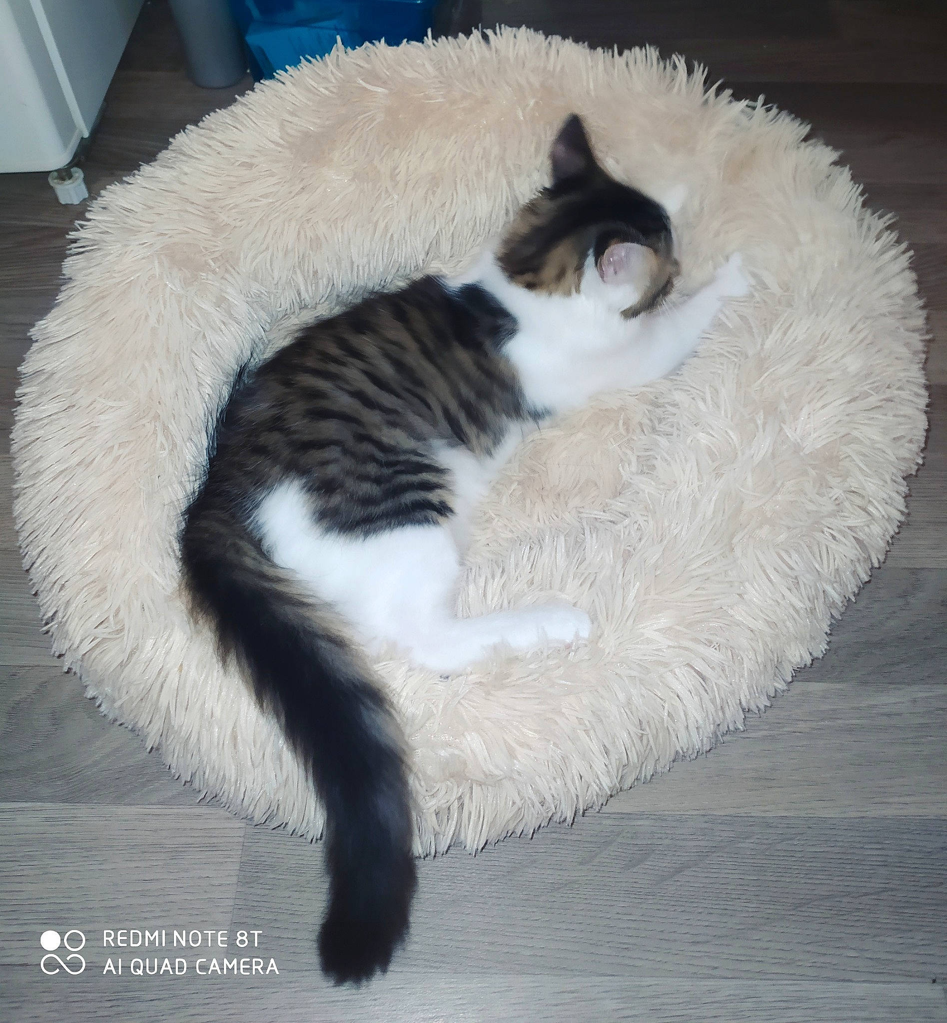 Rubén a rejoint le concours — aidez-le/la à gagner de superbes lots ! carnivore, cat, cat_bed, claw, comfort, domestic_short_haired_cat, felidae, foot, fur, nap, paw, sitting, small_to_medium_sized_cats, snout, tail, terrestrial_animal, whiskers