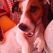 Charly a rejoint le concours — aidez-le/la à gagner de superbes lots ! brown_fur, canine, close_up, comfort, couch, cozy, crocheted_blanket, dog, ear, fur, happy, indoor, pattern, paw, pet, relaxed, snout, texture, white_fur, yellow_pillow