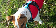 Charly participe au concours pour gagner de l'argent avec cette photo : animal, blue_harness, brown_and_white, canine, companion, curious, daytime, dog, friendly, grass, leaf, leash, nature, outdoor, park, pet, playing, red_jacket, sunlight, walking