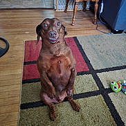 Bailey joined the competition — help win amazing prizes! animal, brown_dog, carpet, cute, dachshund, dog, domestic, expression, floor, furniture, household, indoor, looking_at_camera, mammal, pet, sitting, small_table, toy, upright, wooden_floor