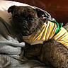 Oliver Tee Winkle is registered to the contest to win money with this photo: animal, bed, canine, companion, cozy, cute, dog, domestic_animal, fur, furry, gray_blanket, household, indoor, laying, pet, portrait, resting, small_dog, striped_shirt, yellow_shirt