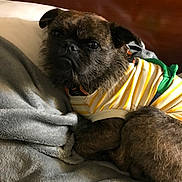 Oliver Tee Winkle is registered to the contest to win money with this photo: animal, blanket, brown_fur, canine, clothing, comfortable, cozy, cute, dog, furry, indoor, pet, portrait, relaxed, resting, scruffy, small_dog, soft_texture, striped_shirt, yellow