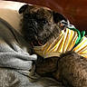 animal, blanket, brown_fur, canine, clothing, comfortable, cozy, cute, dog, furry, indoor, pet, portrait, relaxed, resting, scruffy, small_dog, soft_texture, striped_shirt, yellow