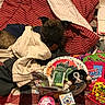 bedroom, blanket, candy, casual, checkered_pattern, clothing, comfort, dog, fabric, food, indoor, packaging, paper_plate, pet, plush_toy, small_dog, snack, stuffed_animal, toy, treats