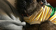 Oliver Tee Winkle is registered to the contest to win money with this photo: animal, blanket, brown_fur, clothing, comfortable, cozy, cute, dog, ears, face, fur, furry, indoors, lying_down, pet, portrait, resting, small_dog, striped_shirt, tail