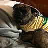 animal, blanket, brown_fur, clothing, comfortable, cozy, cute, dog, ears, face, fur, furry, indoors, lying_down, pet, portrait, resting, small_dog, striped_shirt, tail