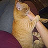 animal, arm, cat, clothing, comfort, cozy, cuddling, domestic_animal, feline, fur, human, indoor, lap, orange_cat, person, pet, relaxing, resting, snuggling, striped