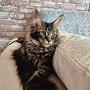 Breeny a rejoint le concours — aidez-le/la à gagner de superbes lots ! cat, tabby, fluffy, long_hair, feline, pet, animal, portrait, sitting, paws, whiskers, ears, eyes, fur, brown, black, gray, indoor, sofa, cushion