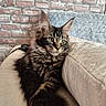 cat, tabby, fluffy, long_hair, feline, pet, animal, portrait, sitting, paws, whiskers, ears, eyes, fur, brown, black, gray, indoor, sofa, cushion