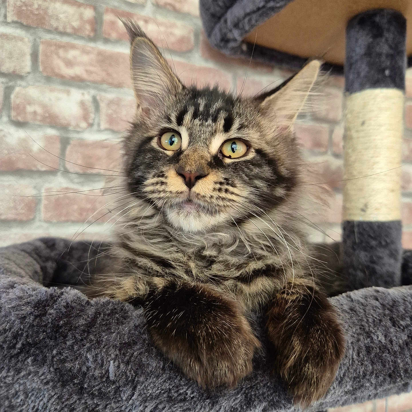 Breeny participe au concours pour gagner de l'argent avec cette photo : cat, maine_coon, longhaired, tabby, furry, whiskers, green_eyes, portrait, close_up, sitting, paws, ears, indoor, cat_tree, scratching_post, brick_wall, gray_fur, brown_fur, pet, front_facing