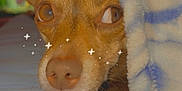 Valentine is registered to the contest to win money with this photo: dog, blanket, cozy, brown_dog, pet, indoor, closeup, cute, fur, snout, paw, bed, resting, animal, companion, soft, warm, sleepy, curious, sparkles