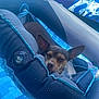 Valentine is registered to the contest to win money with this photo: dog, sleeping, pool, inflatable, float, water, blue, sunlight, relaxation, pet, summer, outdoor, canine, resting, small_dog, ears, vacation, leisure, comfort, nap