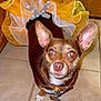 Valentine is registered to the contest to win money with this photo: dog, small_dog, brown_dog, tutu, costume, pet, indoor, tile_floor, large_ears, curious_expression, looking_up, collar, dog_tag, wooden_cabinet, floor_tiles, cute, animal, domestic_animal, portrait, standing
