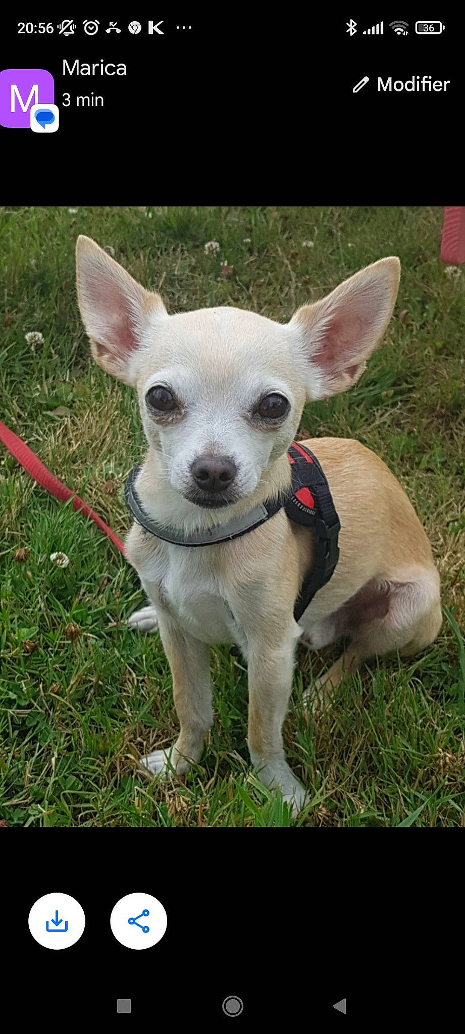 Coca participe au concours pour gagner de l'argent avec cette photo : canidae, carnivore, chihuahua, companion_dog, corgi_chihuahua, dog, dog_breed, ear, fawn, grass, head, pattern, plant, snout, sporting_group, terrestrial_animal, terrestrial_plant, toy_dog, whiskers, working_animal