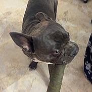 Blaze joined the competition — help win amazing prizes! animal, brown, canine, companion, cute, dog, domestic, ears, floor, french_bulldog, fur, household, indoor, looking_away, mouth, pet, play, standing, tile_floor, toy